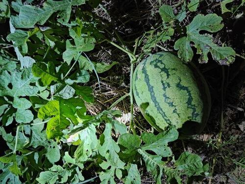 山上瓜可以吃吗,揭秘可食用的山瓜之谜