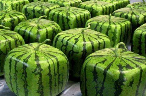 全网吃瓜现场,揭秘娱乐圈幕后真相