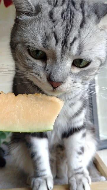 猫咪喜欢吃瓜,揭秘瓜类美食在猫咪世界中的独特魅力