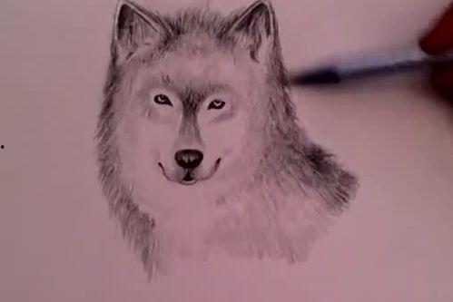 一匹狼吃瓜,探寻狼的独特饮食习惯