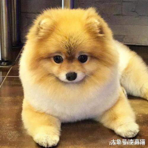 狗可以吃板栗瓜,狗狗的新宠美食揭秘