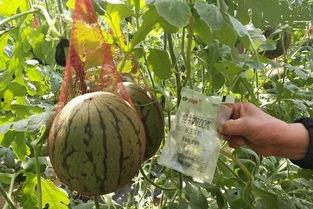 写纸条吃瓜,揭秘写纸条吃瓜的趣味生活