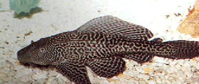 大便瓜鱼怎么吃,解锁家常美食新境界