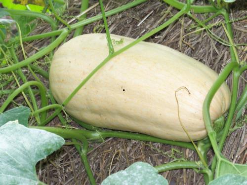 方瓜和角瓜一起吃,探寻健康饮食新搭配